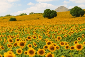 Из Бангкока: частный чартер на Кхао Яй с несколькими вариантами