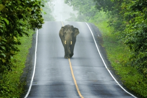 Из Бангкока: частный чартер на Кхао Яй с несколькими вариантами