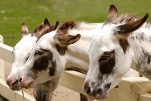 Из Бангкока: частный чартер на Кхао Яй с несколькими вариантами