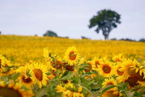 Из Бангкока: частный чартер на Кхао Яй с несколькими вариантами