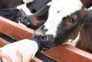 Из Бангкока: частный чартер на Кхао Яй с несколькими вариантами