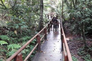 From Bangkok: Khao Yai Spectacular Waterfalls Day Trip