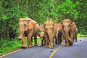 From Bangkok: Khao Yai Spectacular Waterfalls Day Trip