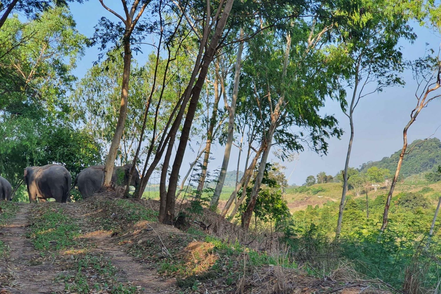 Bangkokista: Living Green Elephant Sanctuary päiväretki