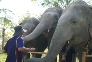 From Bangkok: Living Green Elephant Sanctuary Day Trip