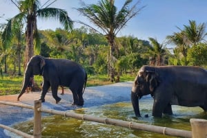 From Bangkok: Living Green Elephant Sanctuary Day Trip