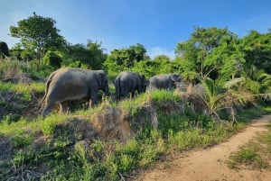 Von Bangkok aus: Tagestour zum Living Green Elephant Sanctuary