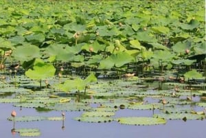 Из Бангкока: канал Махасават и ферма с обедом