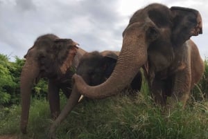 Bangkokista: Pattaya Elephant Sanctuary -retki kuljetuksella