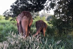 Fra Bangkok: Dagstur til etisk elefantreservat i Pattaya