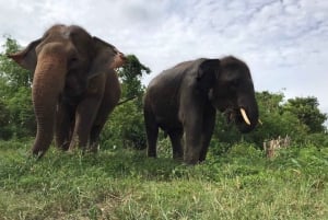 Depuis Bangkok : visite d'un sanctuaire d'éléphants éthique à Pattaya