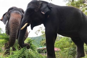 De Excursão ao Santuário de Elefantes de Pattaya
