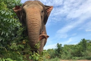 Bangkokista: Pattaya Elephant Sanctuary -retki kuljetuksella