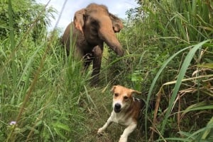 excursión al santuario ético de elefantes Pattaya