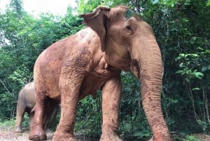Ab Tagestour zum Elefanten-Schutzgebiet Pattaya