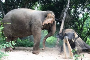 Villaggio degli Elefanti di Pattaya: escursione da Bangkok