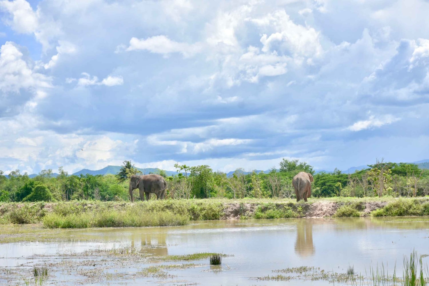 Från Bangkok: Tur för att rädda vilda djur och elefanter
