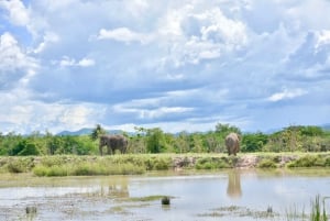 Från Bangkok: Tur för att rädda vilda djur och elefanter