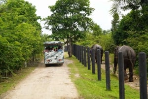 Från Bangkok: Tur för att rädda vilda djur och elefanter