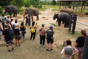Från Bangkok: Tur för att rädda vilda djur och elefanter