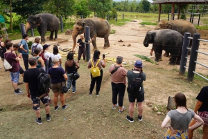 From Bangkok: Wildlife Rescue and Elephant Rescue Tour