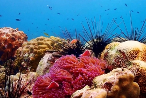 From Bangkok : Nemo Island Tour with Drone Photos and Lunch