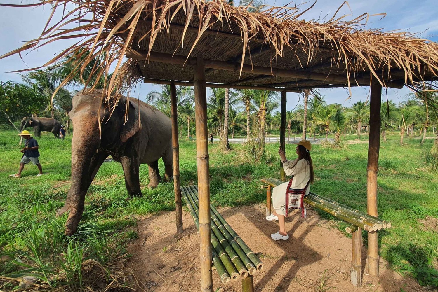 From Pattaya: Living Green Elephant Sanctuary Day Trip