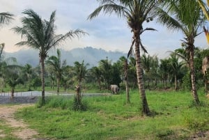 From Pattaya: Living Green Elephant Sanctuary Day Trip