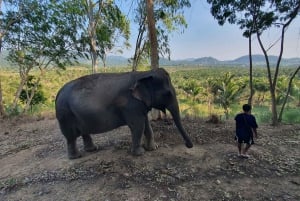 From Pattaya: Living Green Elephant Sanctuary Day Trip