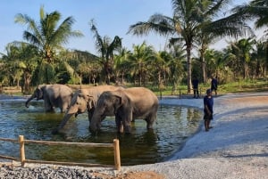 From Pattaya: Living Green Elephant Sanctuary Day Trip