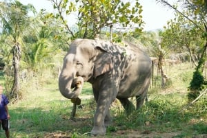 From Pattaya: Living Green Elephant Sanctuary Day Trip