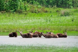 Heldagstur til UNESCO-nasjonalparken Khao Yai