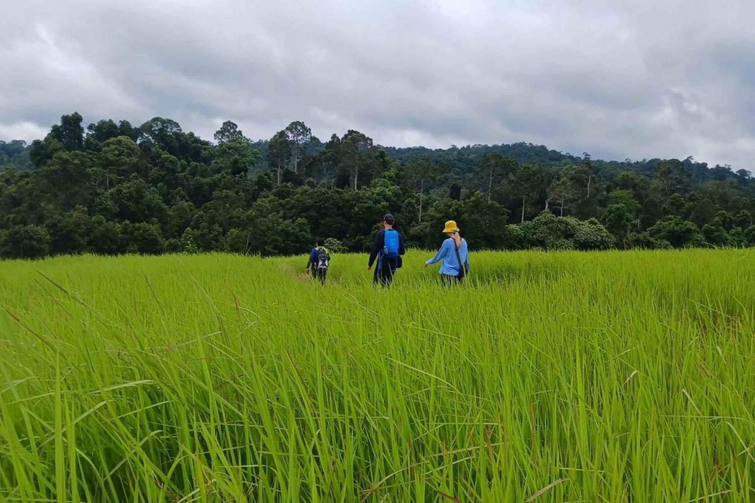 Khao Yain viidakko-kävely ja Haew Suwat -vesiputous thaimaalaisella lounaspaketilla