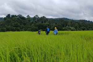 Khao Yain viidakko-kävely ja Haew Suwat -vesiputous thaimaalaisella lounaspaketilla