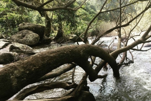 Khao Yain viidakko-kävely ja Haew Suwat -vesiputous thaimaalaisella lounaspaketilla