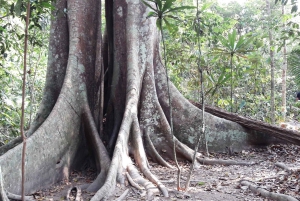 Khao Yain viidakko-kävely ja Haew Suwat -vesiputous thaimaalaisella lounaspaketilla