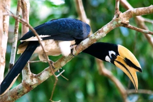 Khao Yain viidakko-kävely ja Haew Suwat -vesiputous thaimaalaisella lounaspaketilla