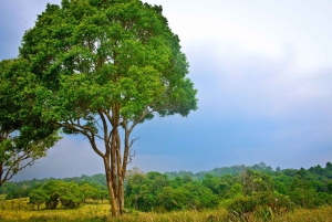 Khao Yain viidakko-kävely ja Haew Suwat -vesiputous thaimaalaisella lounaspaketilla