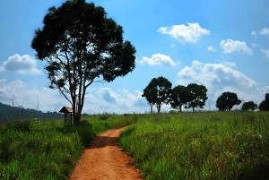 Khao Yain viidakko-kävely ja Haew Suwat -vesiputous thaimaalaisella lounaspaketilla