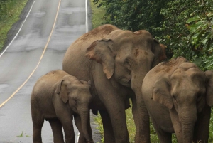 Khao Yai National Park: 2-Day Private Tour from Bangkok