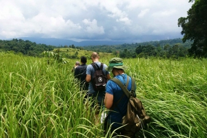 Khao Yai National Park Jungle Trekking Day Trip From Bangkok