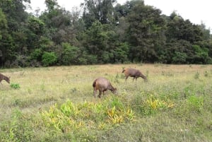 Khao Yai Nationalpark: Vandfald - Heaw narok & Heaw Suwat