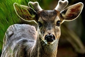 Khao Yai Nationalpark: Vandfald - Heaw narok & Heaw Suwat