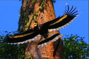 Khao Yai Nationalpark: Vandfald - Heaw narok & Heaw Suwat