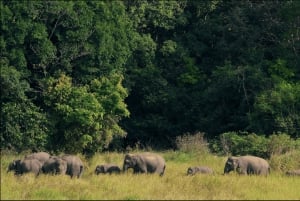 Khao Yai Nationalpark: Vandfald - Heaw narok & Heaw Suwat