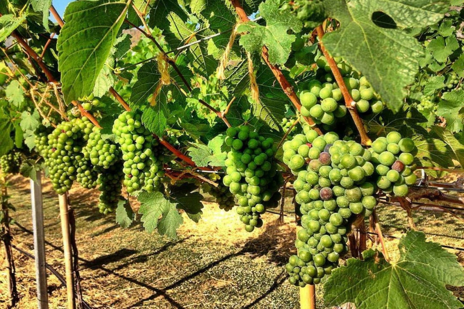 Wycieczka degustacyjna winnicy Khao Yai i wizyta w stadninie koni