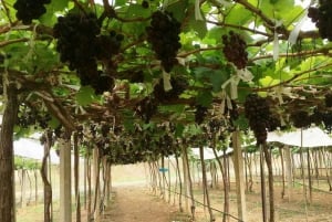 Visite de dégustation du vignoble de Khao Yai et visite d'une ferme équestre