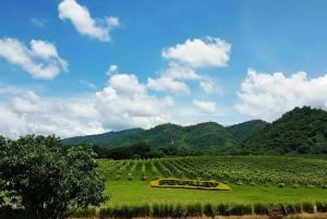 Wycieczka degustacyjna winnicy Khao Yai i wizyta w stadninie koni