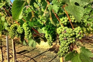 Wycieczka degustacyjna winnicy Khao Yai i wizyta w stadninie koni