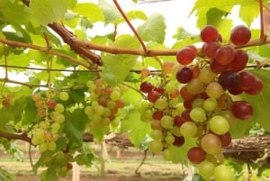 Wycieczka degustacyjna winnicy Khao Yai i wizyta w stadninie koni